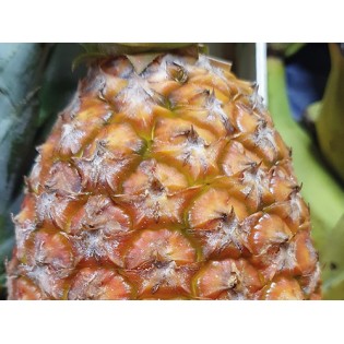 Ananas Pain de Sucre