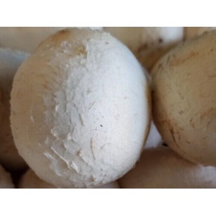 Champignons de Paris blanc