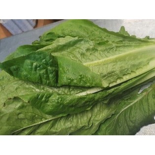 salade Romaine